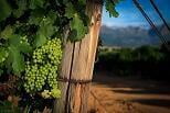 Why is South African Wine so Good?